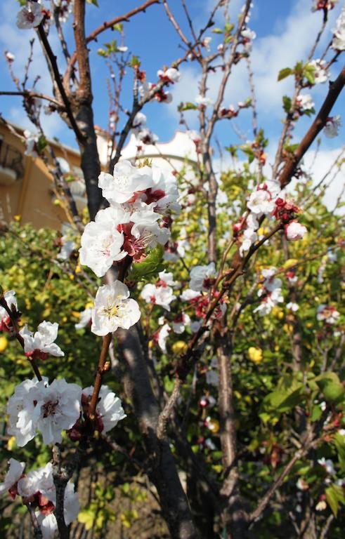 B&B Villa Olimpo Le Torri Αγκριτζέντο Εξωτερικό φωτογραφία